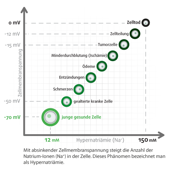 Zell- und Stoffwechsel-Analyse bei BrandauVital